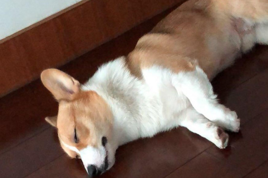 鸡胸肉煮多久给狗