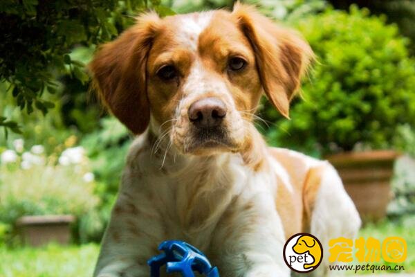 中华田园犬是禁养犬吗，城市内禁养中国土狗是为什么