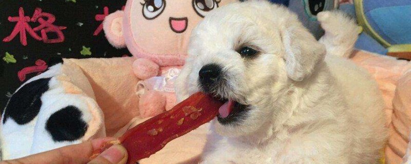 比熊犬喜欢吃什么食物
