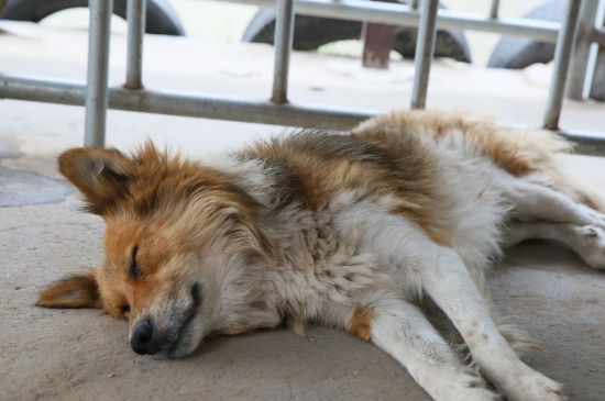 中华田园犬为什么禁养