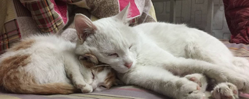 猫可以吃红薯吗