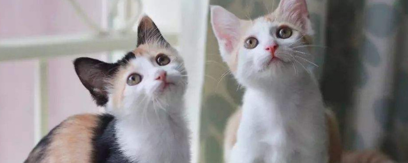 猫身上有跳蚤怎么办