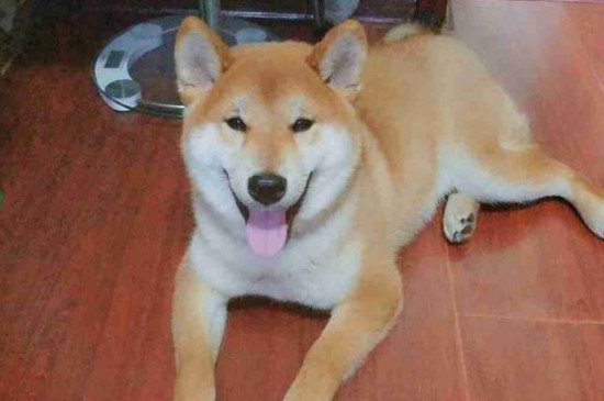 狗能活多久