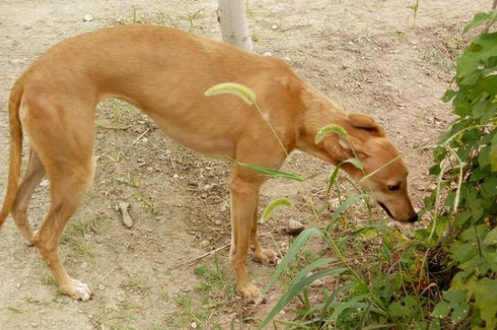 格力犬缺点