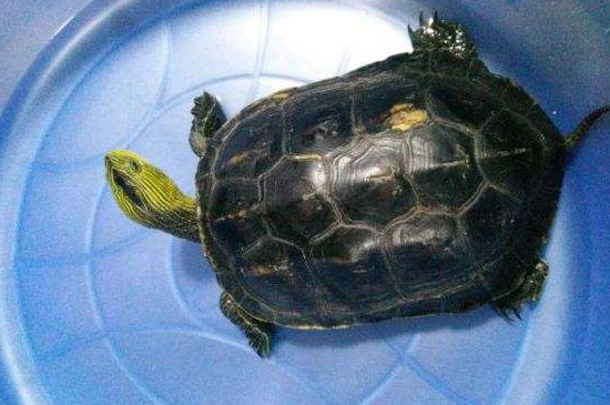 珍珠龟吃什么食物