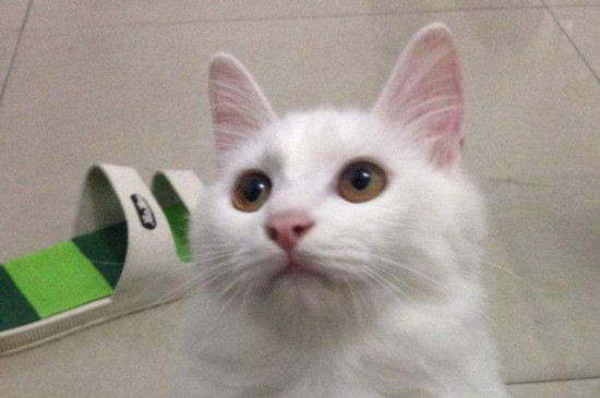 狮子猫的缺点