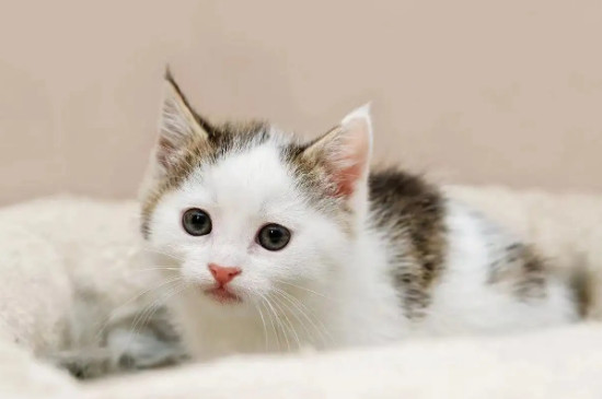 小奶猫能喝纯牛奶吗