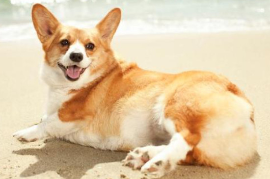 柯基犬认主人需要多久