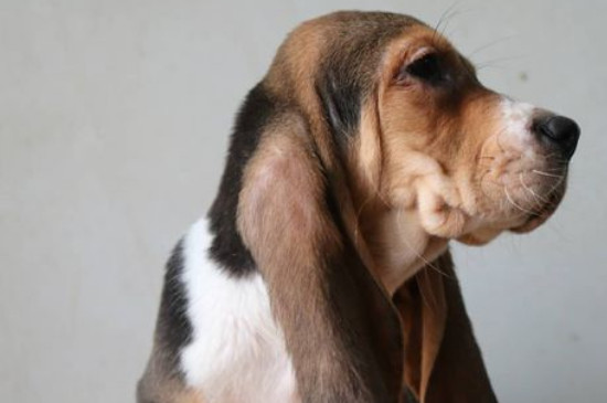 巴吉度犬适合家养吗