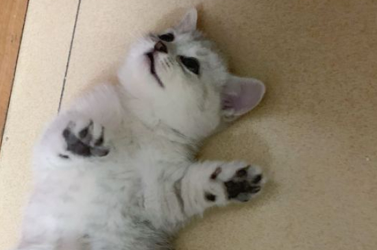 猫禁情粉副作用