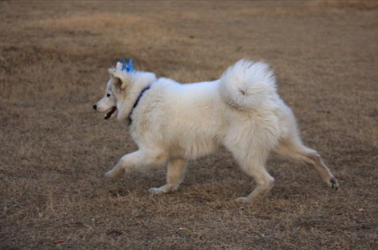 芬兰狐狸犬会咬人吗