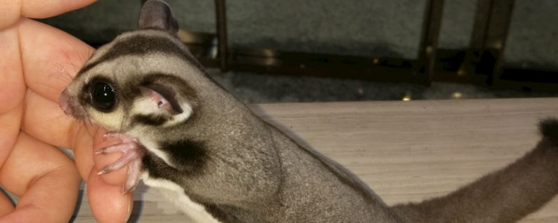蜜袋鼯3天没喂会死吗