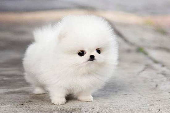 茶杯犬怎么来的