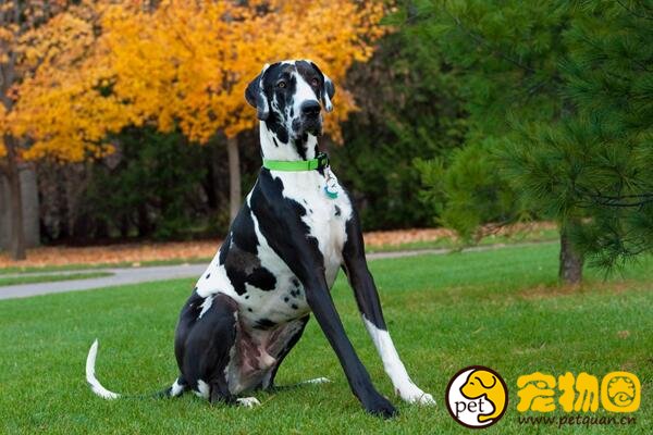 花丹犬和大丹犬一样吗，属大丹犬的分支还有斑点狗的花纹