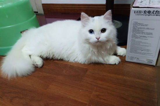 什么属相不能养猫