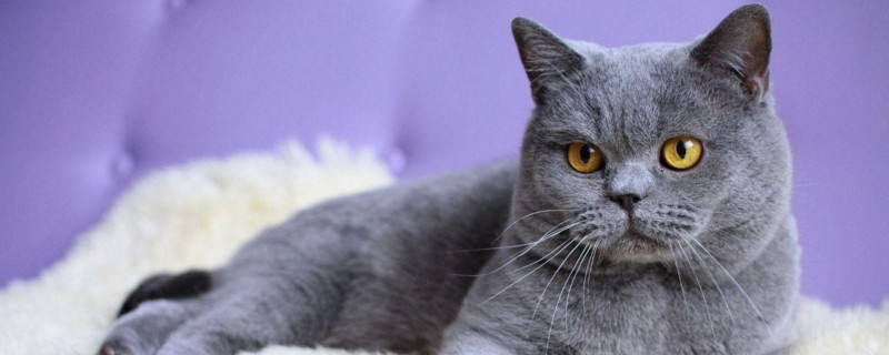 蓝猫脸尖是不纯吗