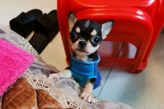 十大适合家养的小型狗，十大最受欢迎的家养宠物犬