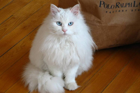 临清狮子猫好养吗