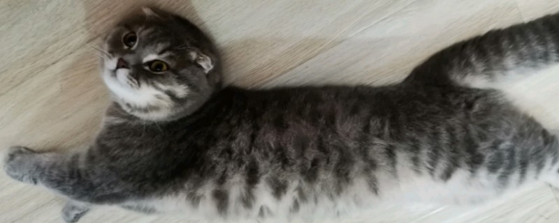 折耳猫发病症状