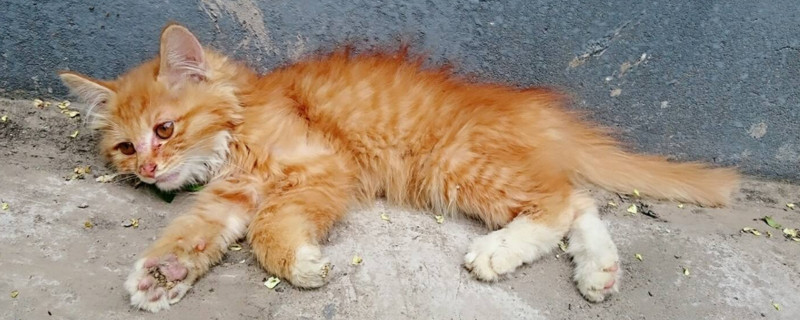 猫咪长脓包的原因