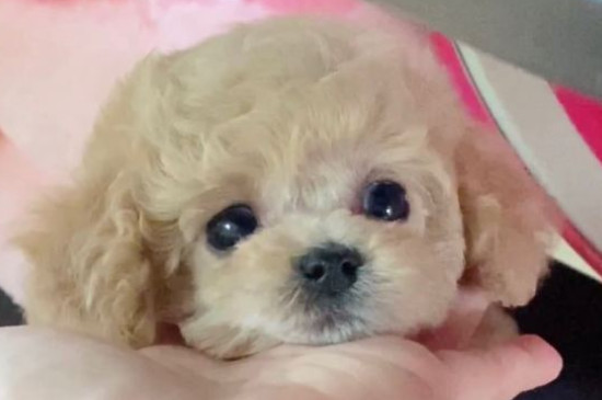 茶杯犬怎么养才不会死