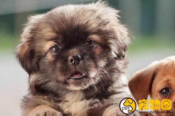 袖狗多少钱一只，比吉娃娃还小好多的超小型西藏猎犬