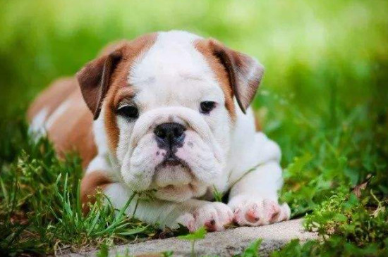 英国斗牛犬怎么看品相
