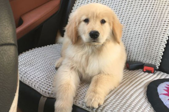什么狗最聪明