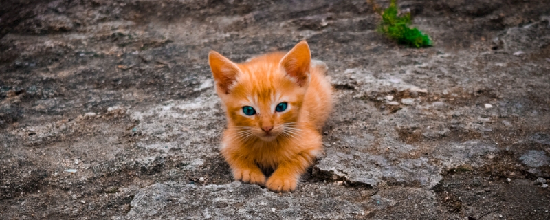 家养猫咪多久驱虫一次