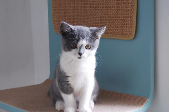 猫猫能吃蛋白吗，小猫吃蛋白会怎么样