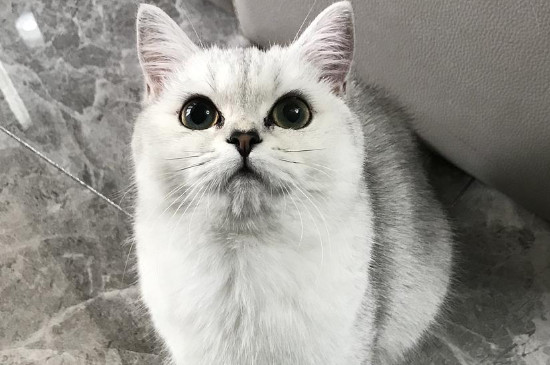 银渐层是英短吗