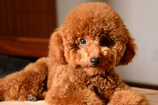 贵宾犬到底有多聪明