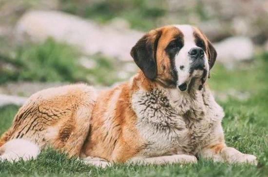 狂犬病都有什么症状