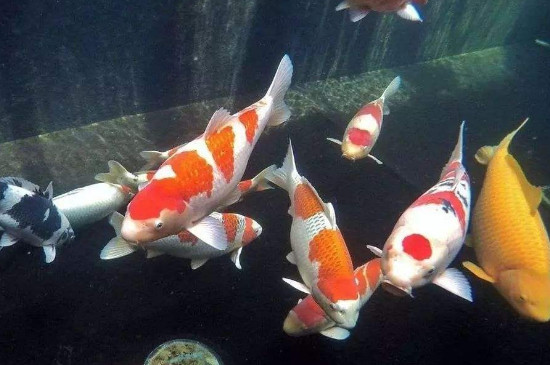 锦鲤鱼怎么养