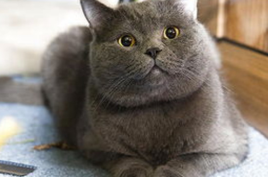 蓝白和蓝猫配生出什么