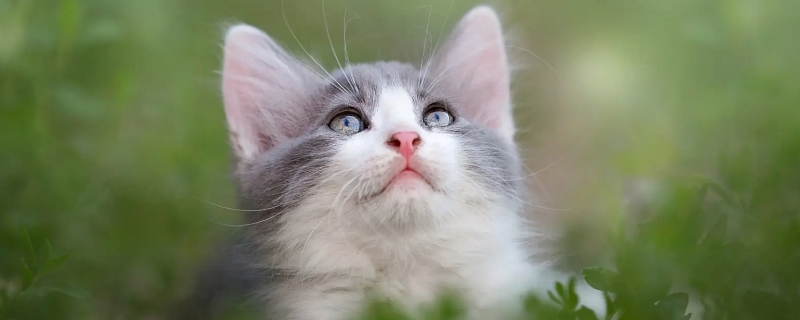 猫咪嘴里流粘液是怎么回事