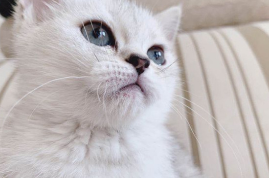 小猫的眼睛一天三变