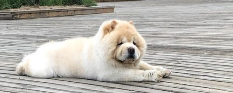 松狮的寿命一般是多久