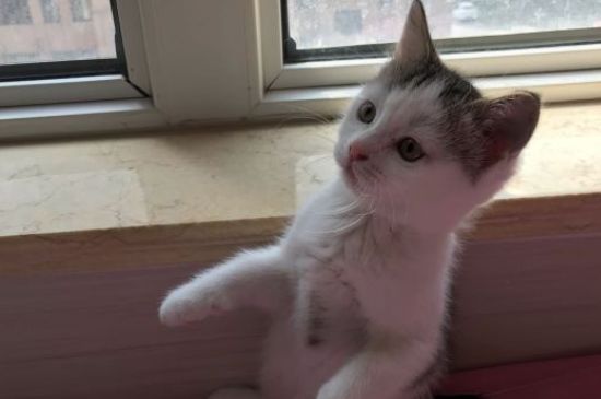猫为什么那么喜欢酸奶
