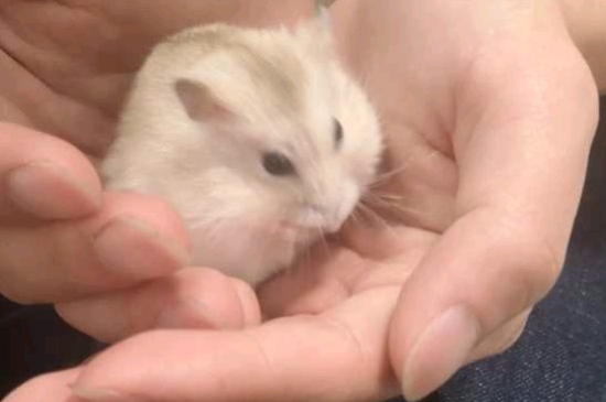 仓鼠湿尾症状