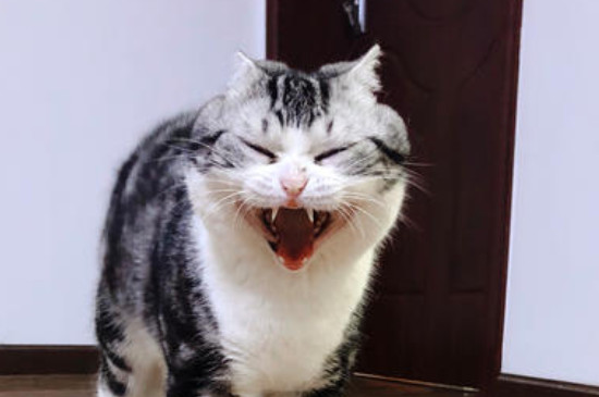 大猫会咬死新来小猫吗