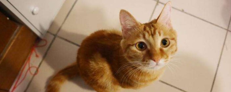 猫吃了大水蚁怎么办