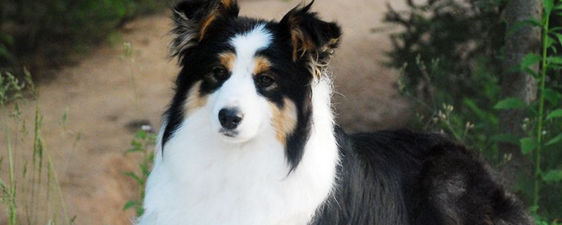 适合家养的大型犬