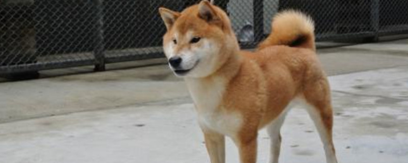 柴犬太淘气了怎么办