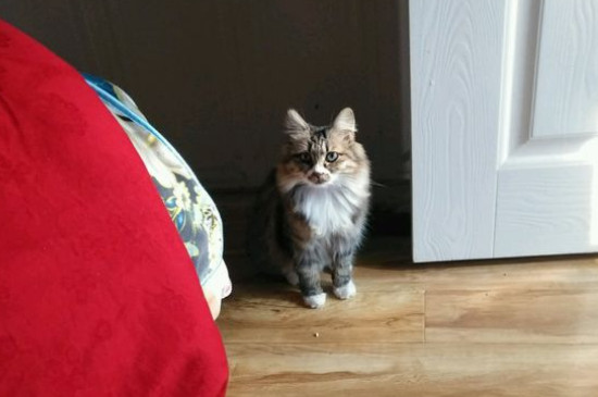 猫薄荷怎么用