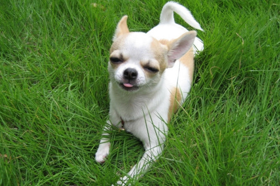 犬瘟热的治疗方法