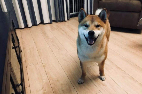 柴犬能长多大
