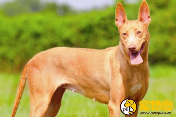 法老王猎犬天生高贵，5000年历史的古老犬种(马耳他国兽)