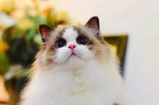 布偶猫缺点