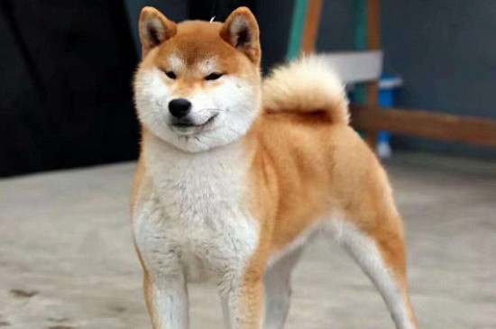 柴犬脱毛吗，掉毛很严重导致养柴犬的人少
